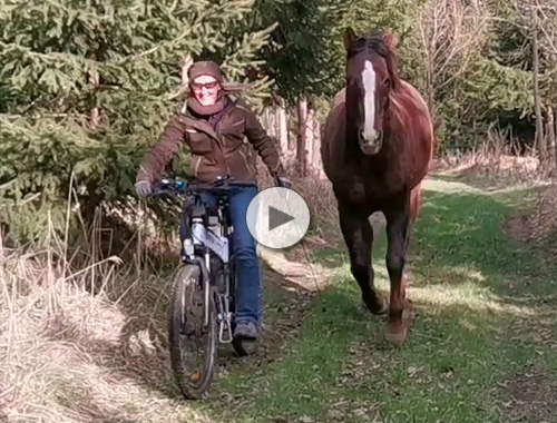 Freiarbeit und Radfahren mit Pferd