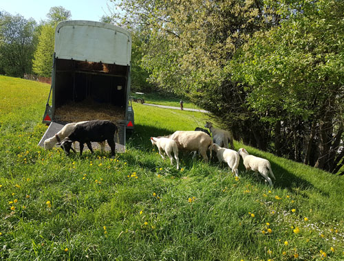 Mobiler Schafstall für die Sommerweide