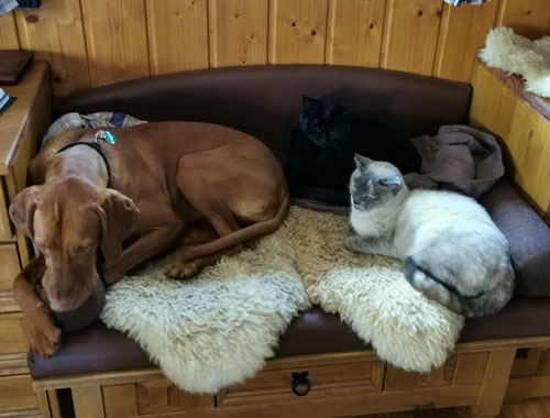 Hund und Katzen am gemeinsamen Bett