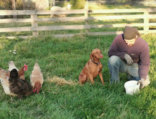 Katy mit den Hühnern